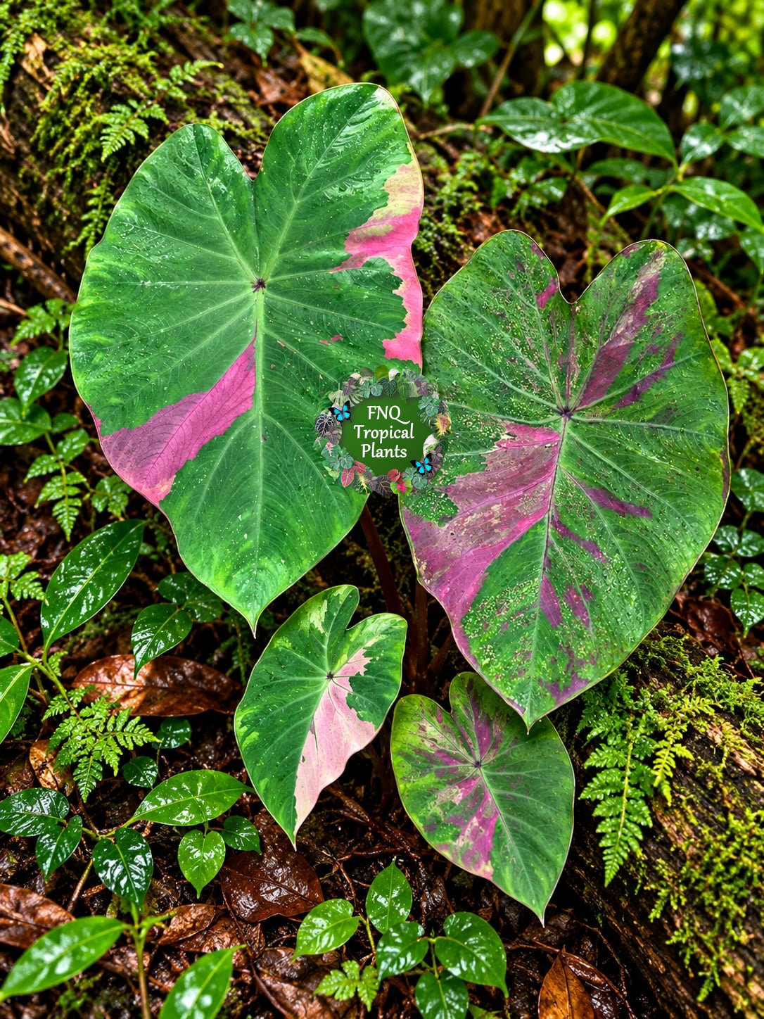 Colocasia 'Siam Ruby' W21