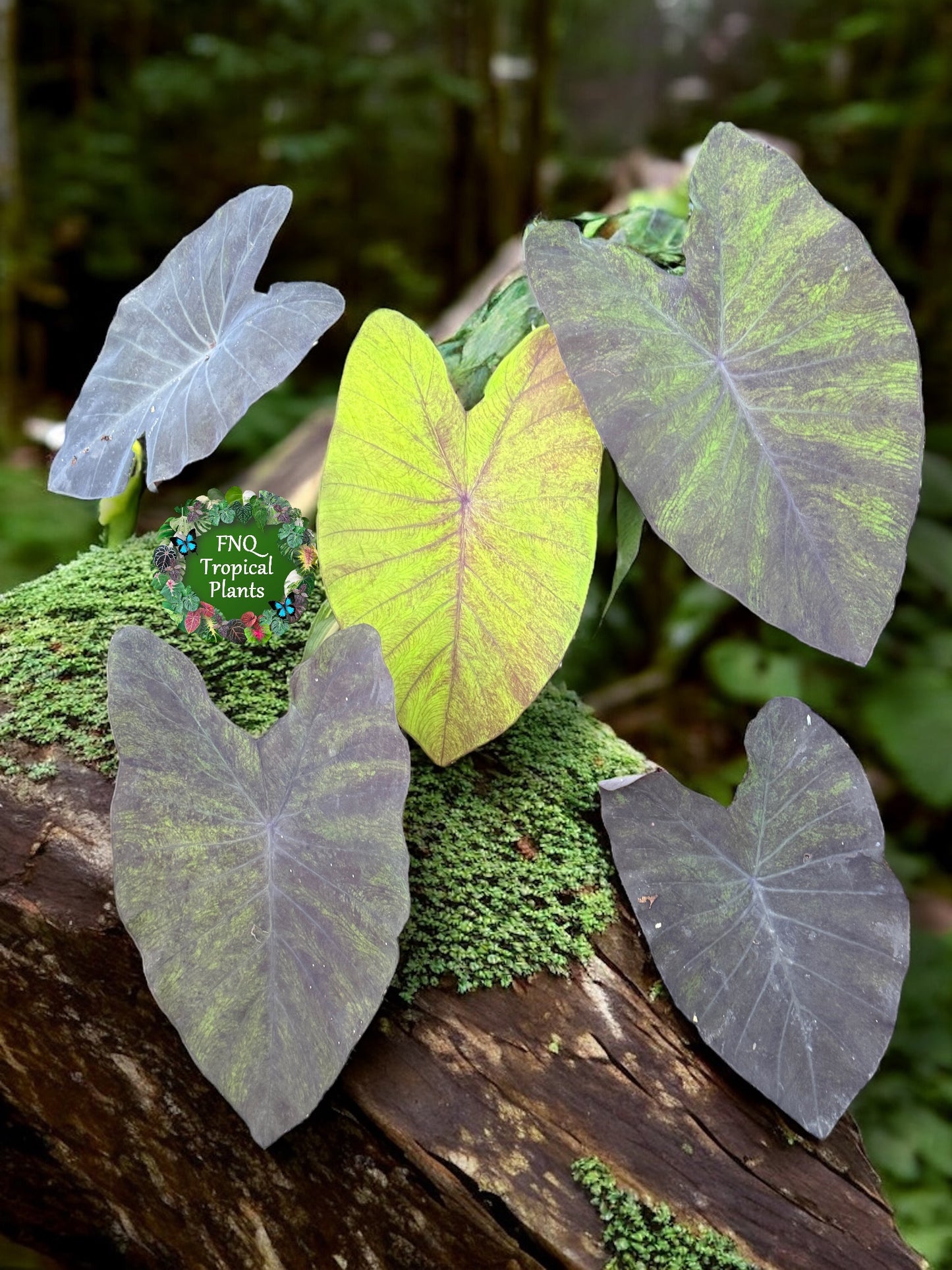 Colocasia 'Streak Back' I64