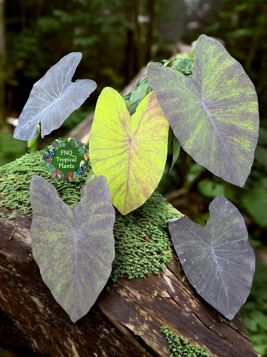 Colocasia 'Streak Back' I64