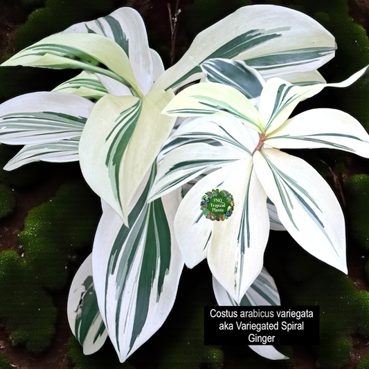Costos arabicus variegata aka 'Variegated Spiral Ginger' - Rarely Offered D54