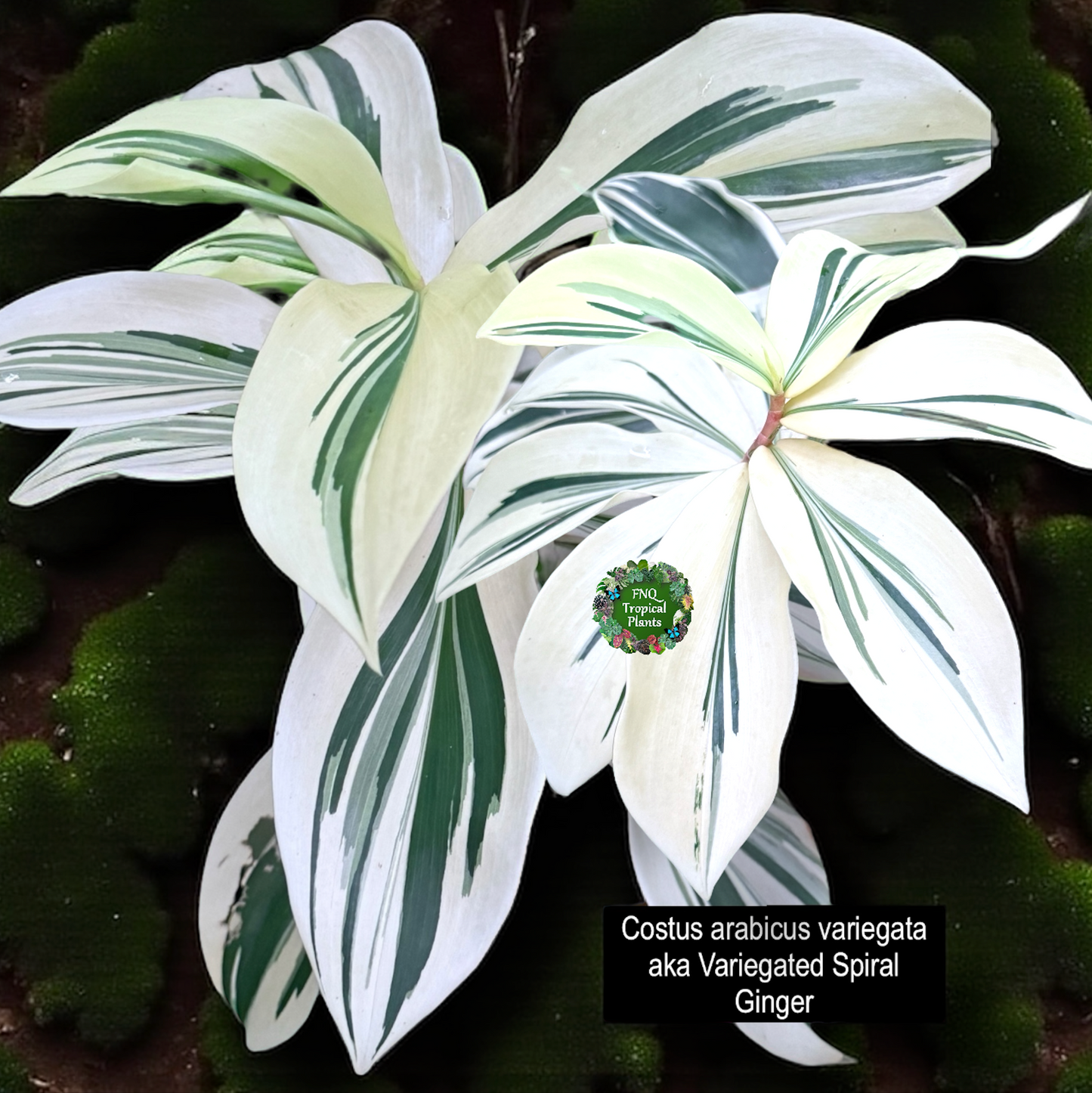 Costos arabicus variegata aka 'Variegated Spiral Ginger' - Rarely Offered D55