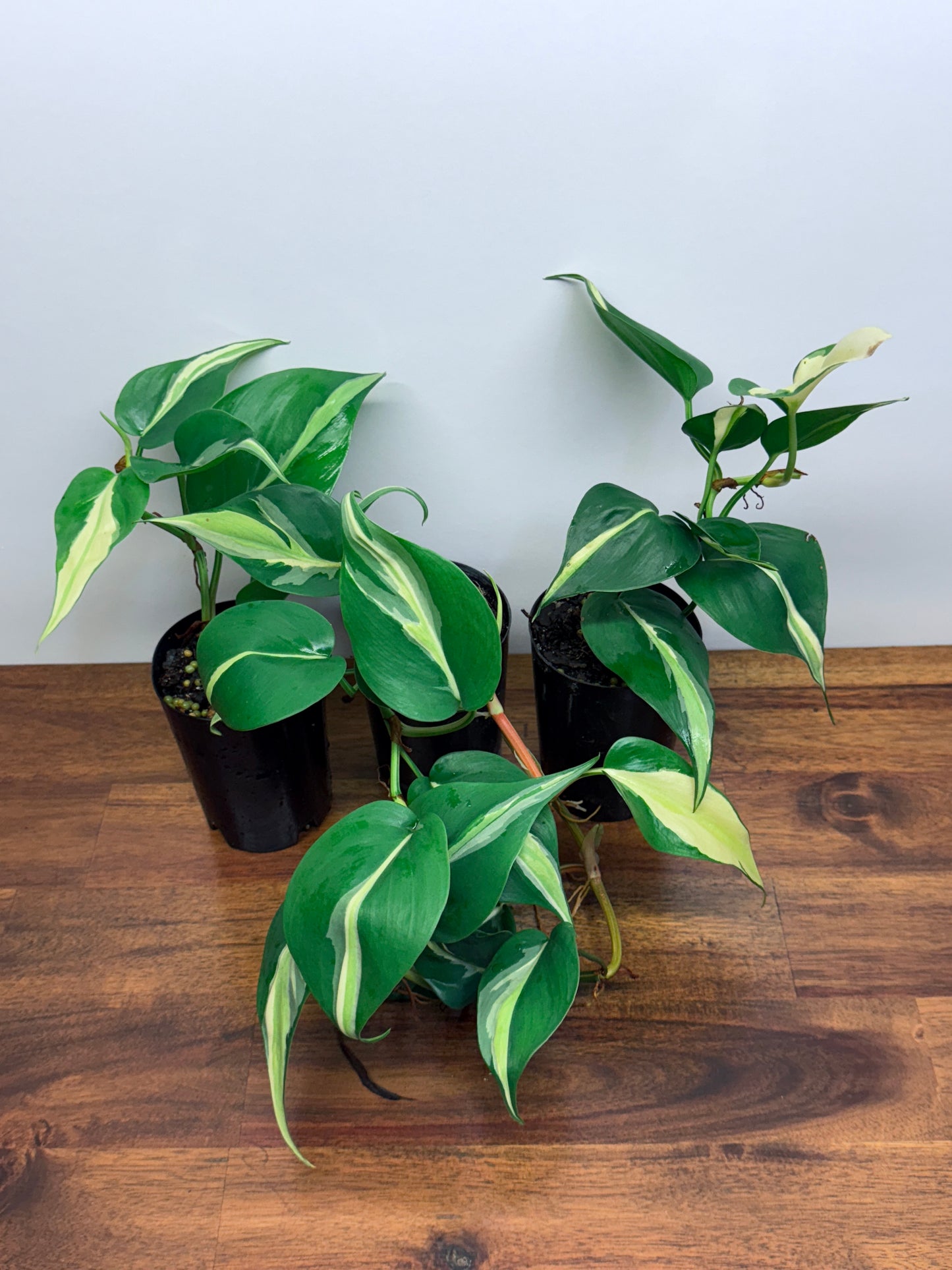 Philodendron hederaceum Silver Stripe