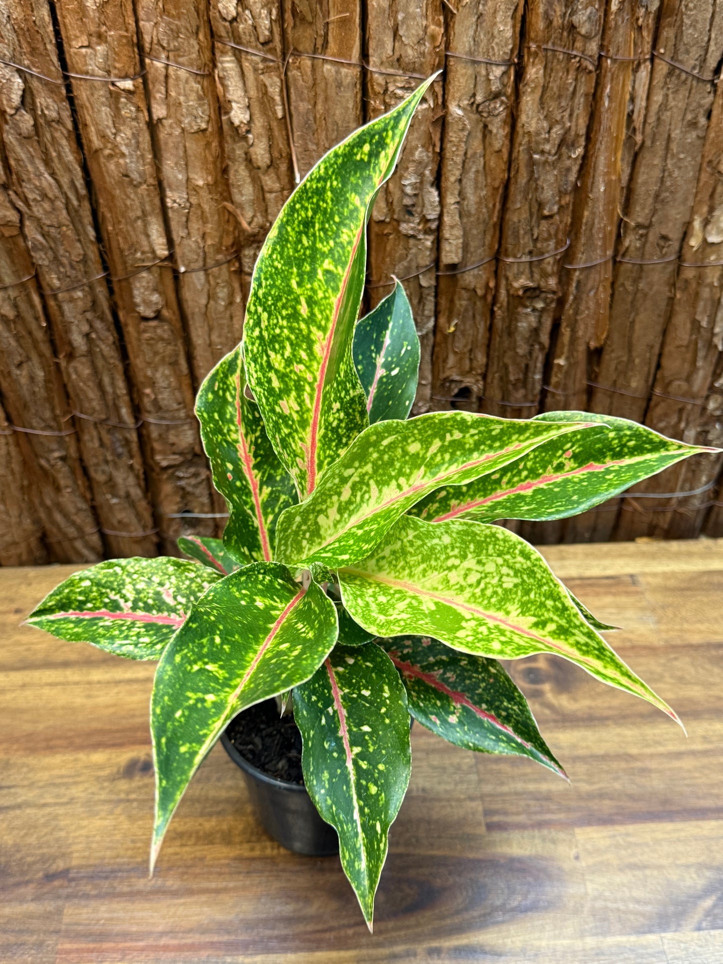 Aglaonema Night Sparkle