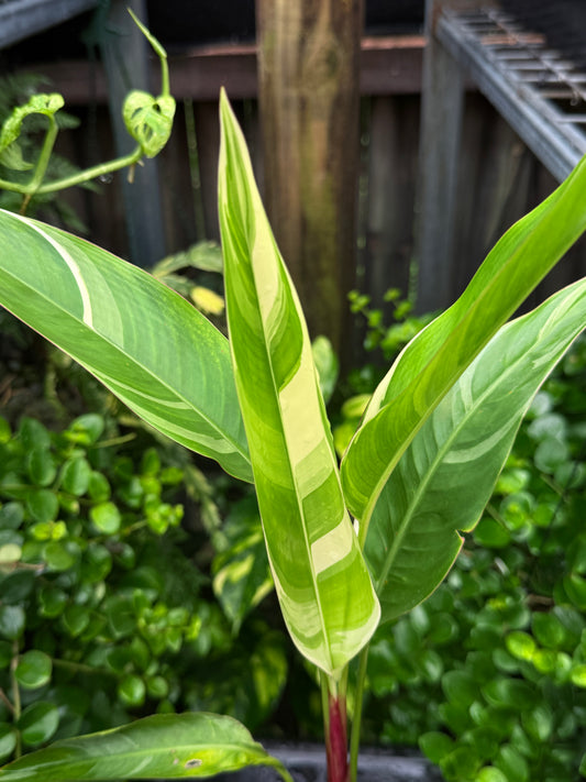 Heliconia Psittacorum Variegated 'Lady Di' H59