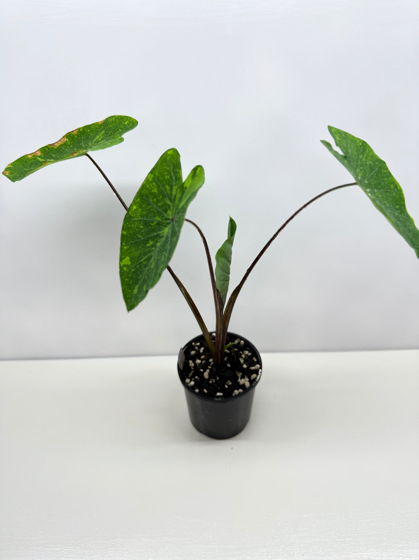 Colocasia Lemon Lime Gecko - Best Pick of the Crop!
