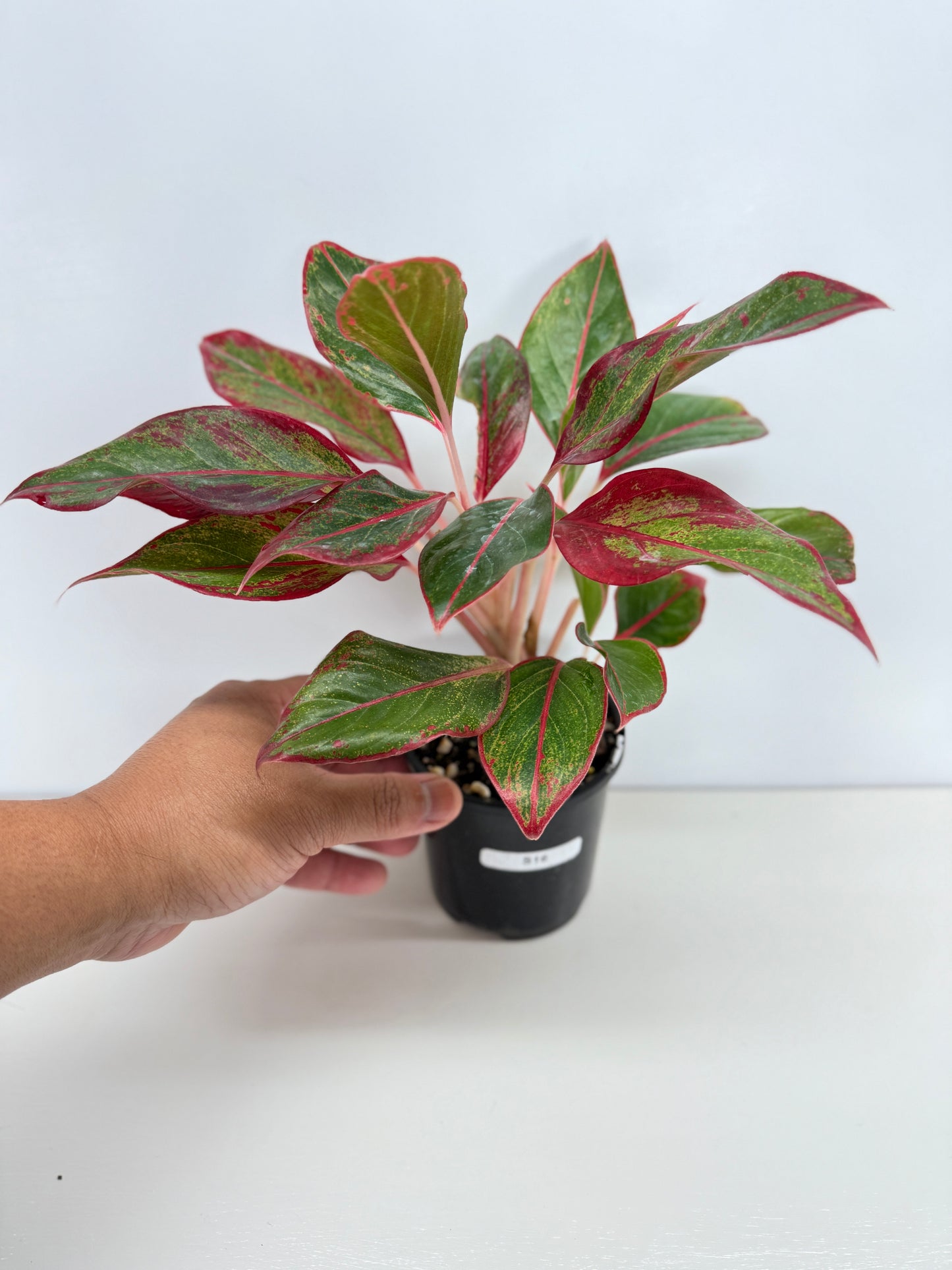 Aglaonema Siam Aurora - Best Pick of the Crop!