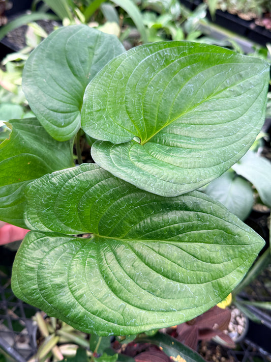 Cyanastrum Cordifolium - Rarely Offered C79