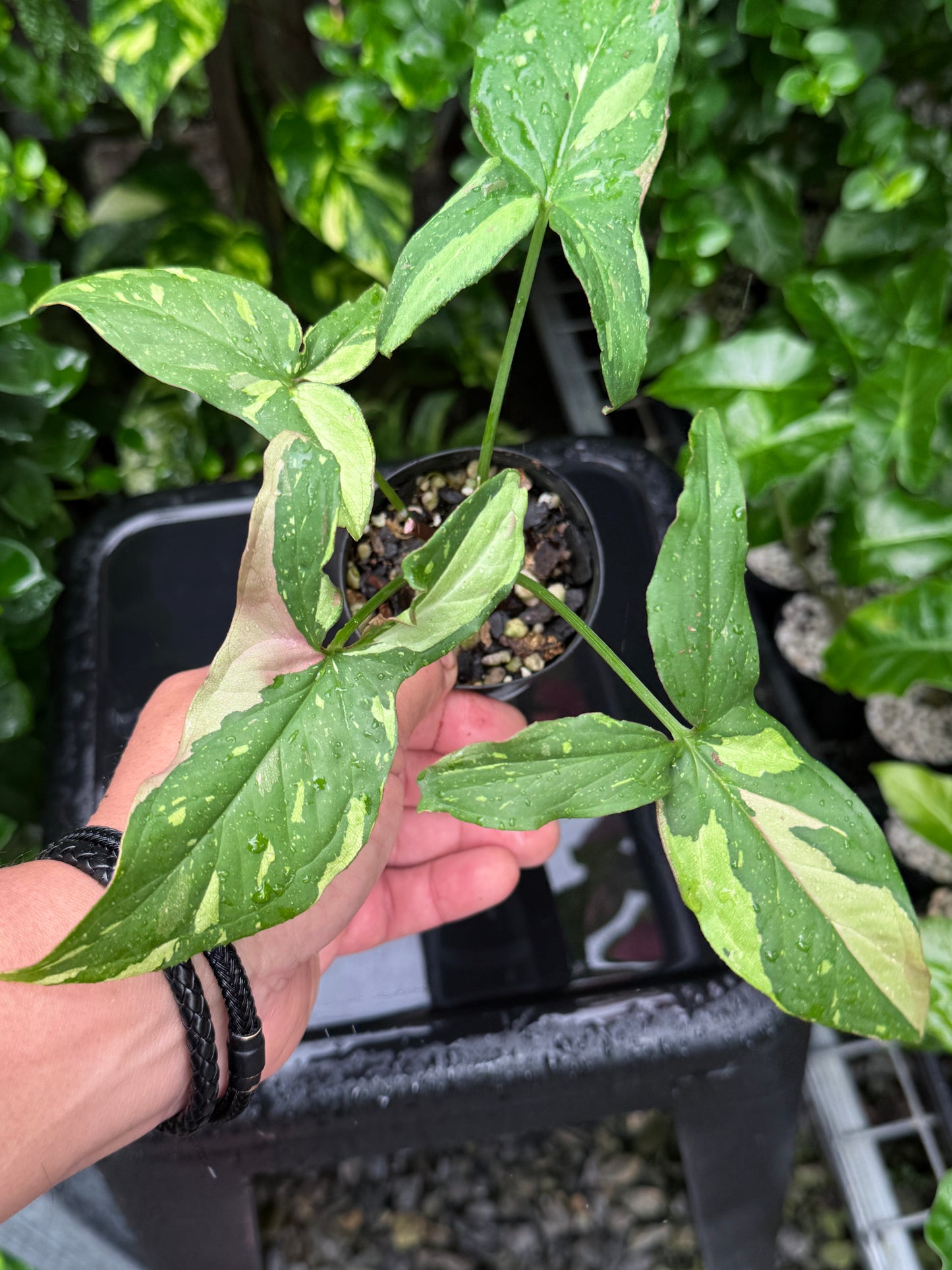 Syngonium 'Red Spot Tricolour' I71
