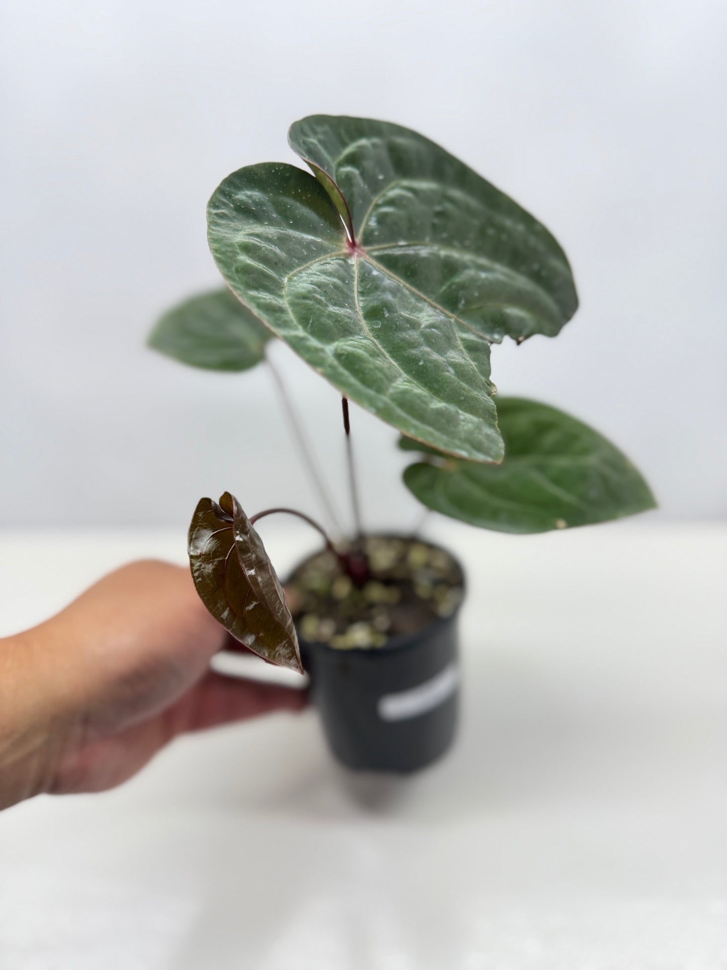 Anthurium hoffmannii Red Sinus aka Blood Moon - Rarely Offered V16
