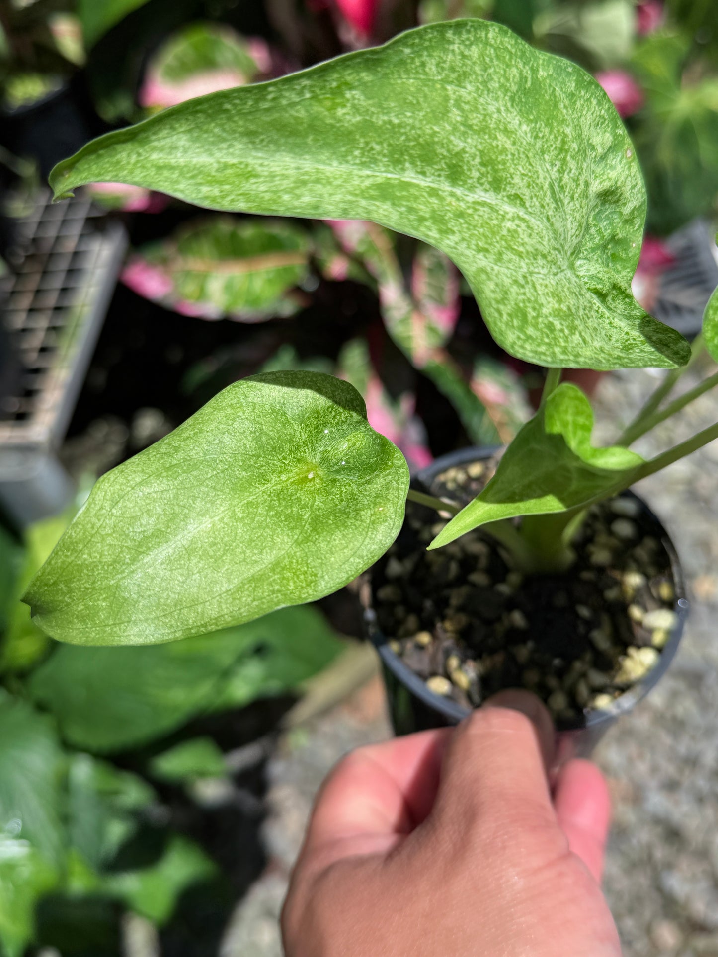 Alocasia Cucullata Mint Variegated (New Release) W15