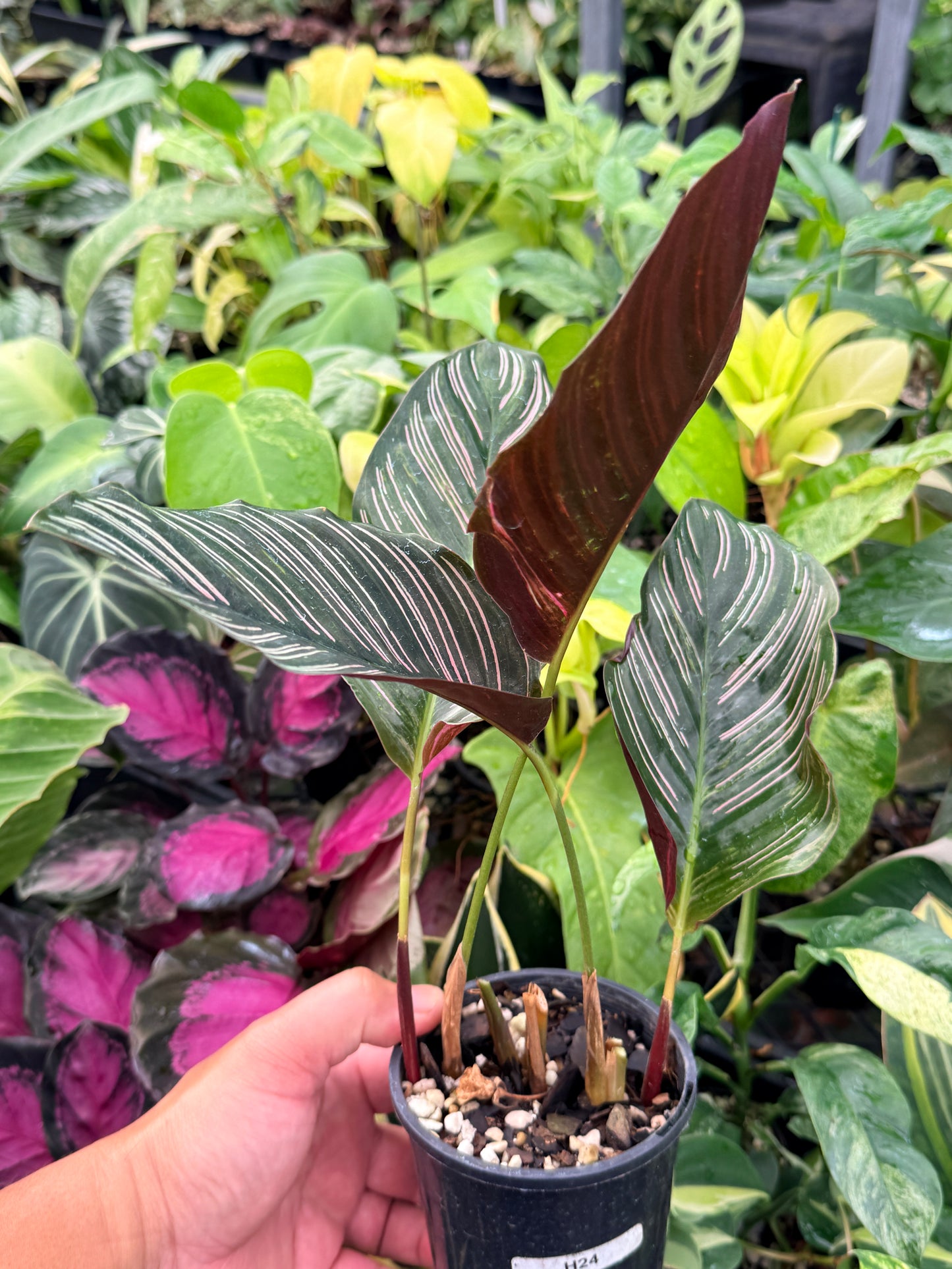 Calathea sanderiana 'Pinstripe Calathea' Variegated H24