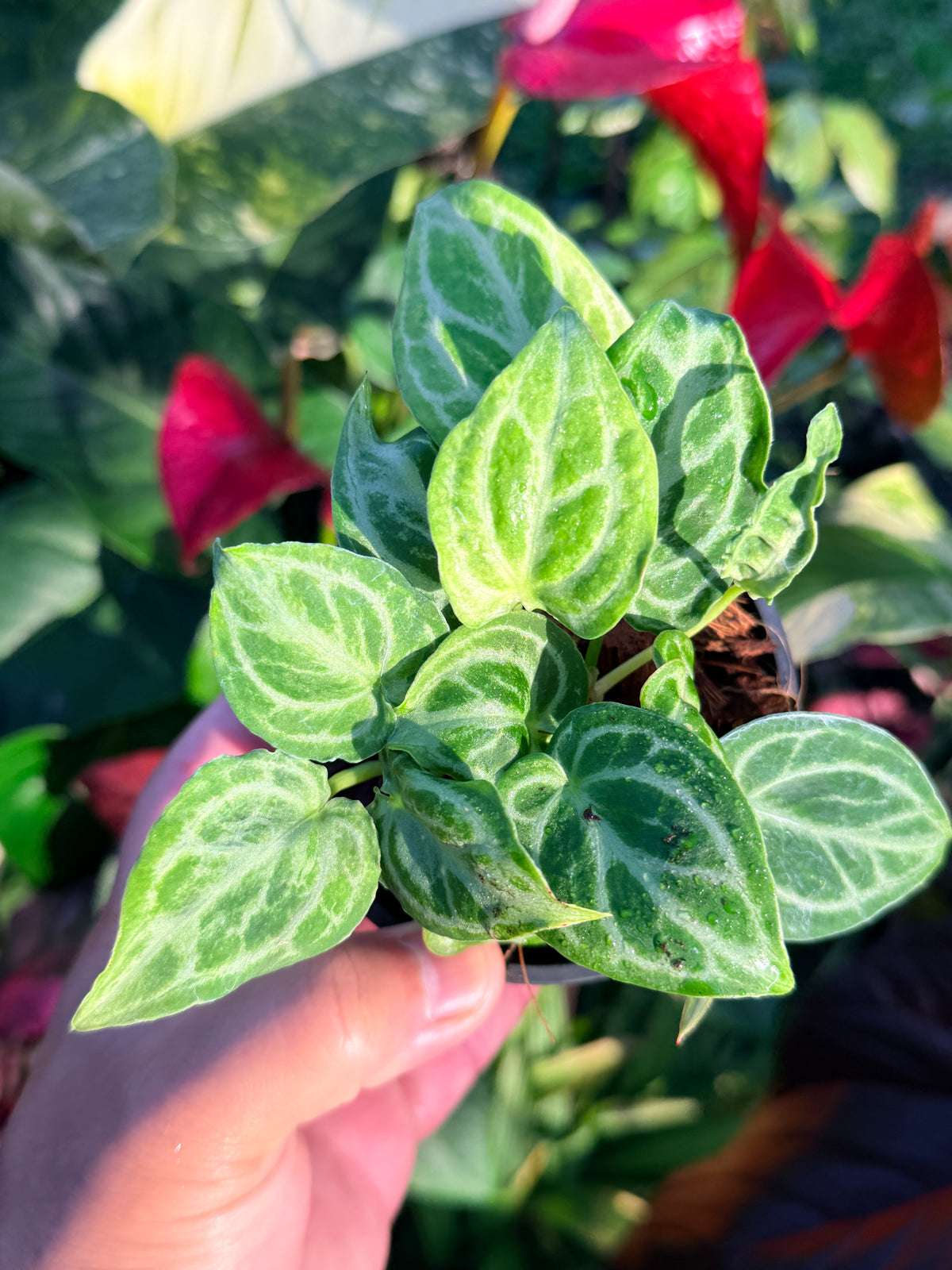 Anthurium crystallinum 'Dorayaki Miniature' O8