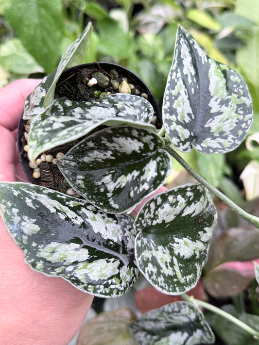 Scindapsus pictus 'Tricolor' Q32