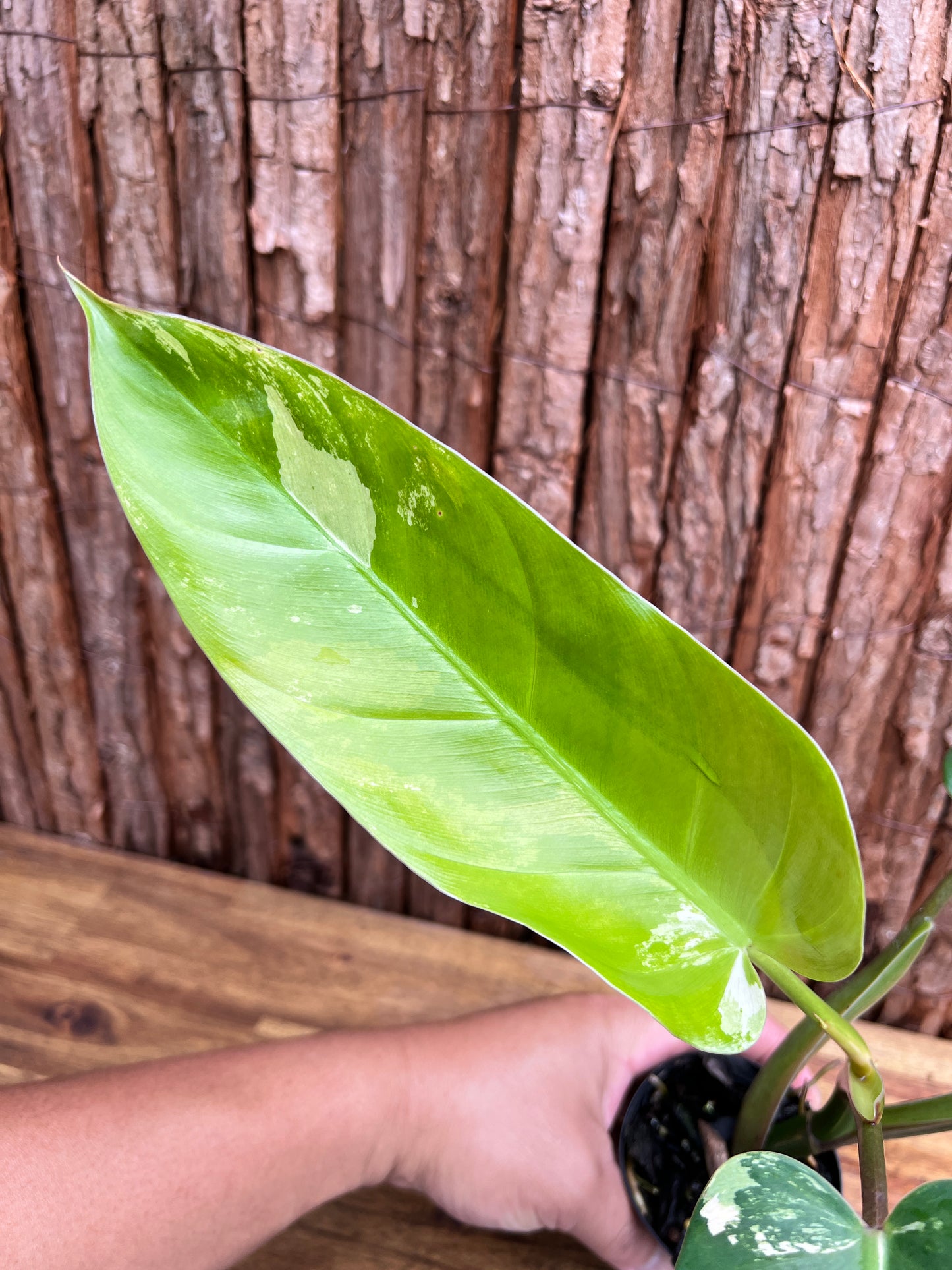 Philodendron Whipple Way NONTC B154