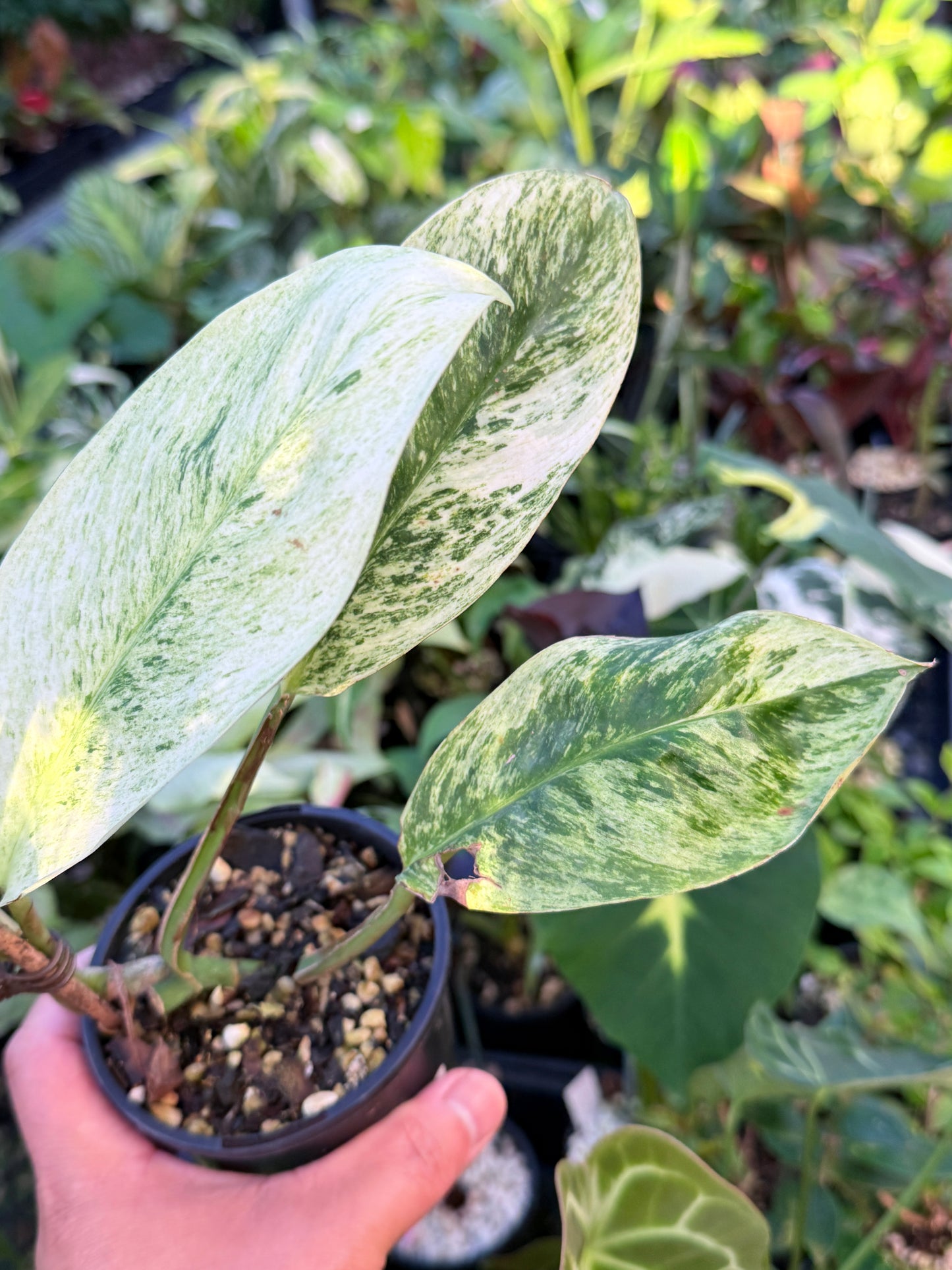 Rhaphidophora 'Elliptica' J59