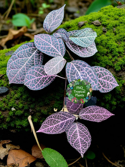 Prestonia quinquangularis Dogbane - Best Pick of the Crop!