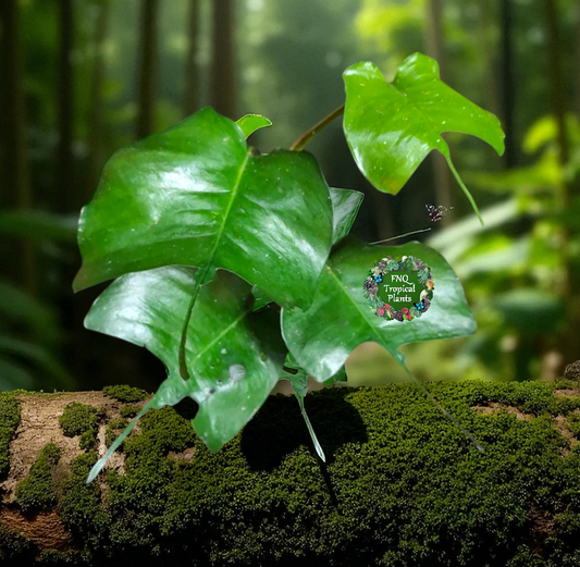 The Epipremnum pinnatum 'Skeleton Key' N2