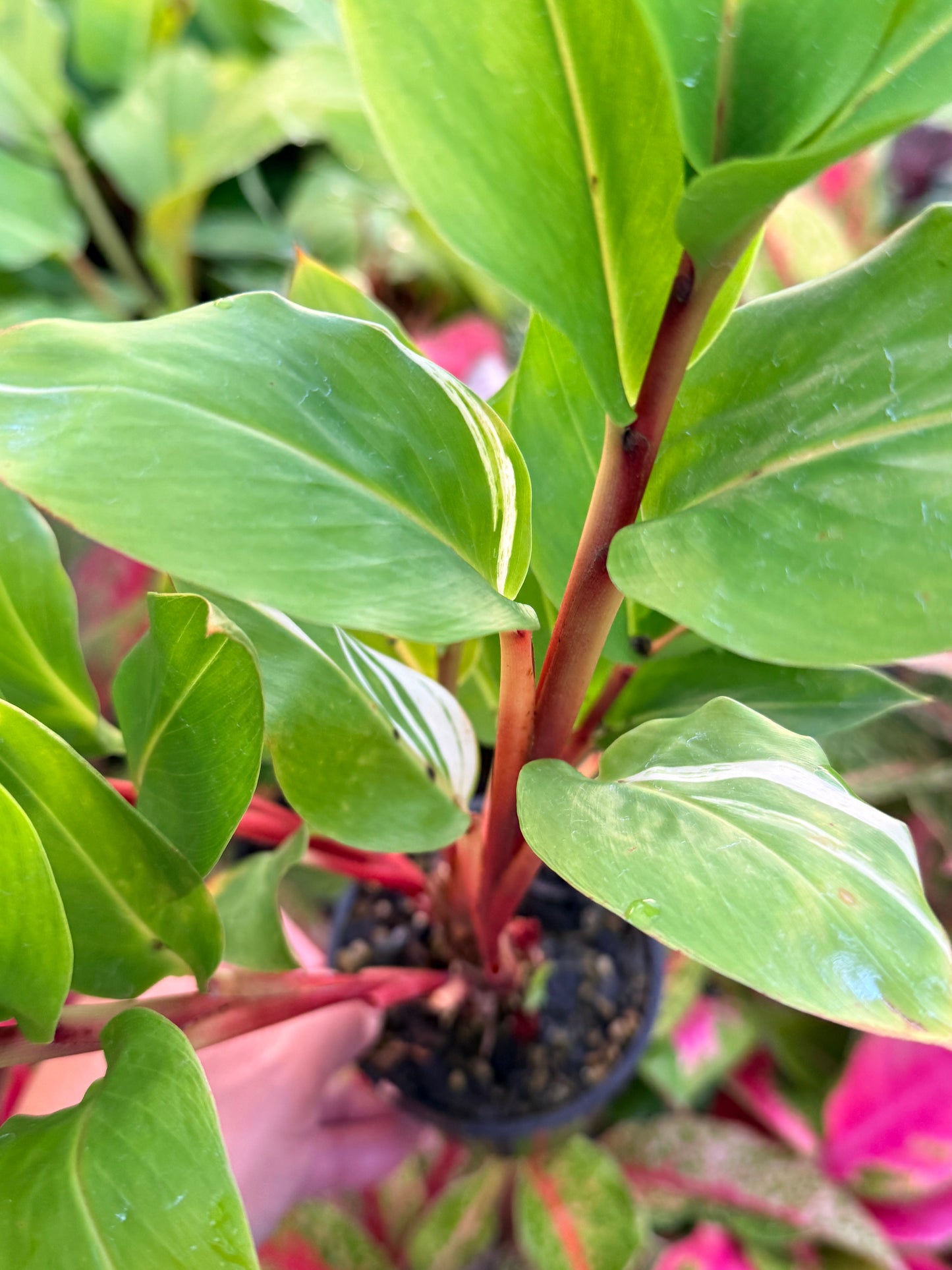 Pleuranthodium schlecteri 'Variegated Dwarf Ginger' - Rarely Offered G39