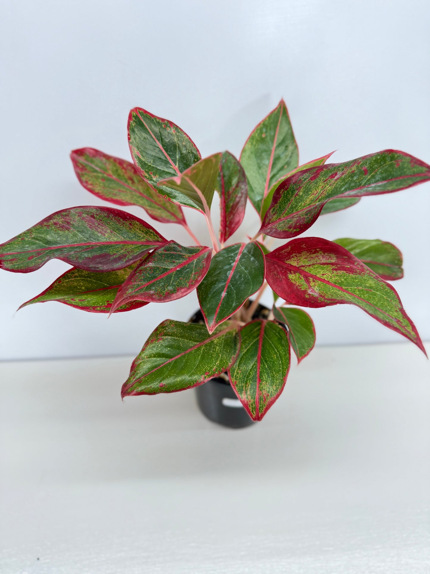 Aglaonema Siam Aurora - Best Pick of the Crop!
