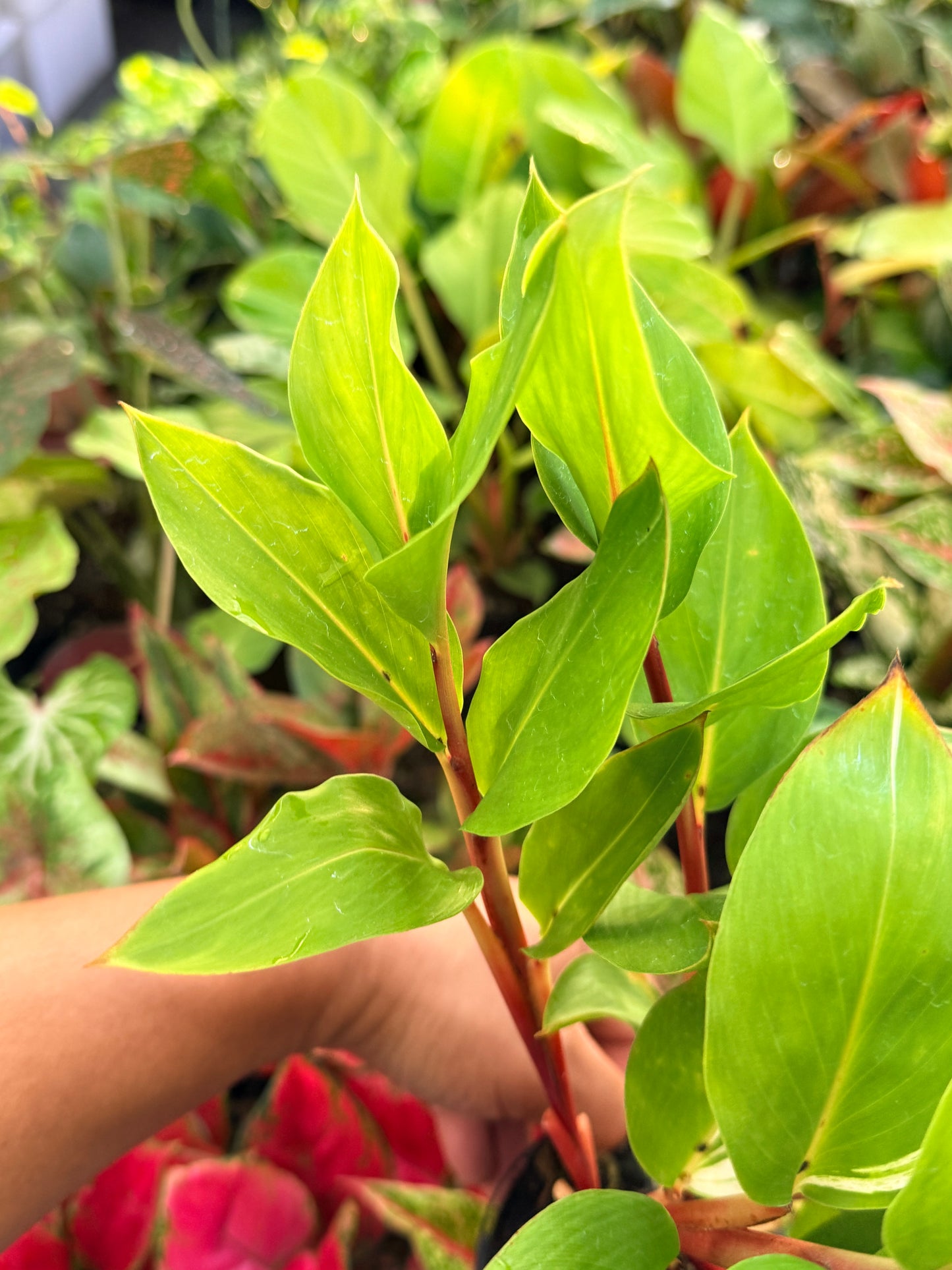 Pleuranthodium schlecteri 'Variegated Dwarf Ginger' - Rarely Offered G39