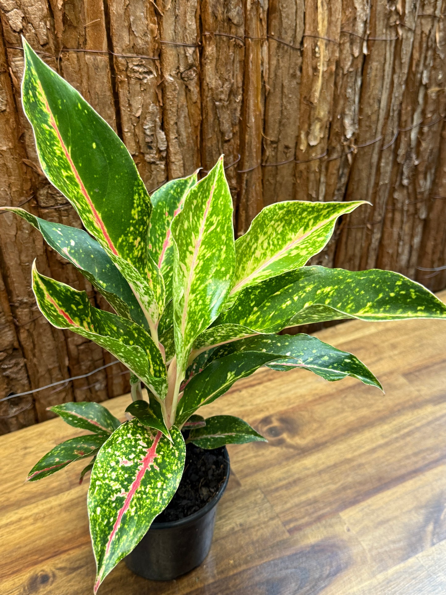 Aglaonema Night Sparkle