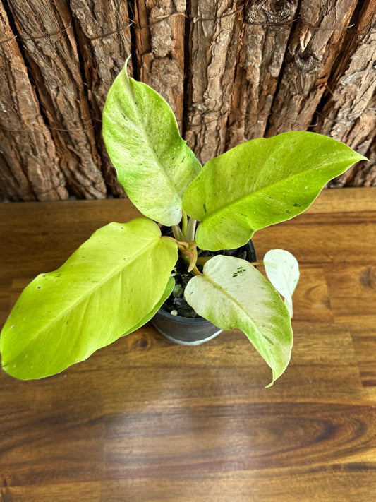 Philodendron Snow Drift