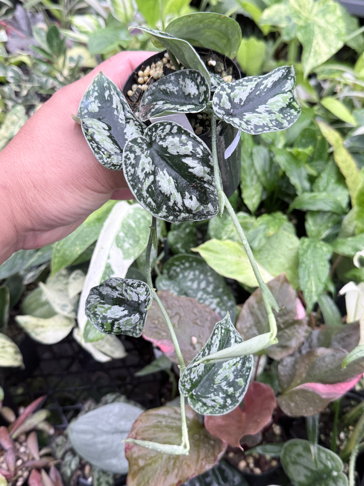 Scindapsus pictus 'Tricolor' Q32
