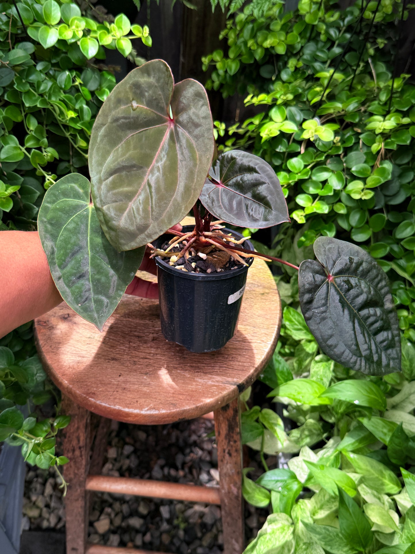 Anthurium hoffmannii Red Sinus aka Blood Moon - Rarely Offered B54