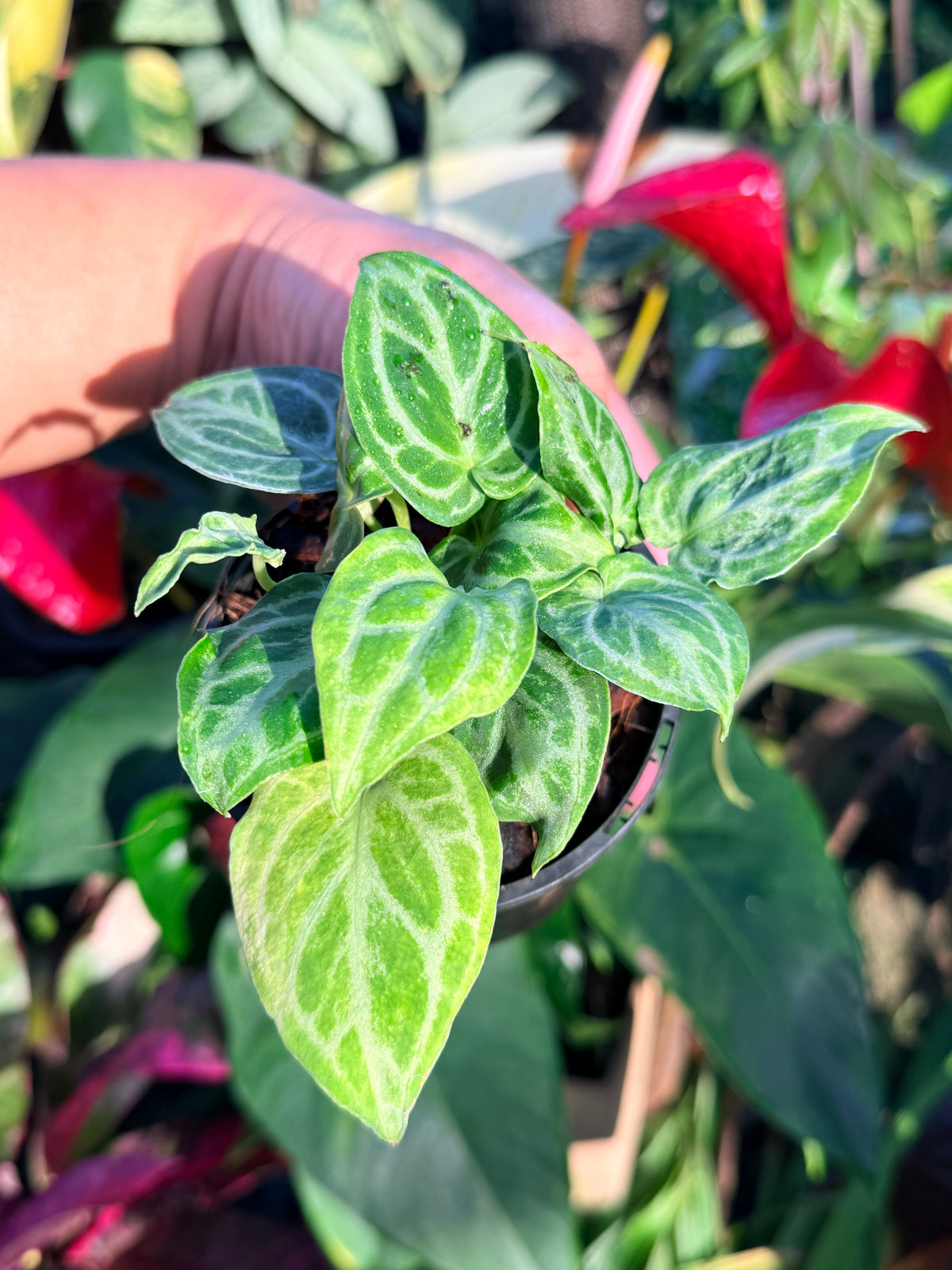 Anthurium crystallinum 'Dorayaki Miniature' O8