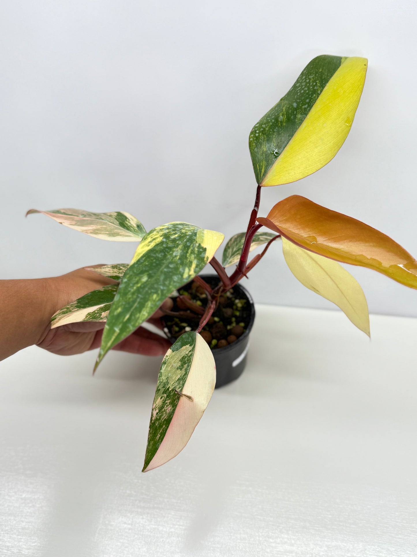 Philodendron Strawberry Shake - Highly Variegated NONTC. U61