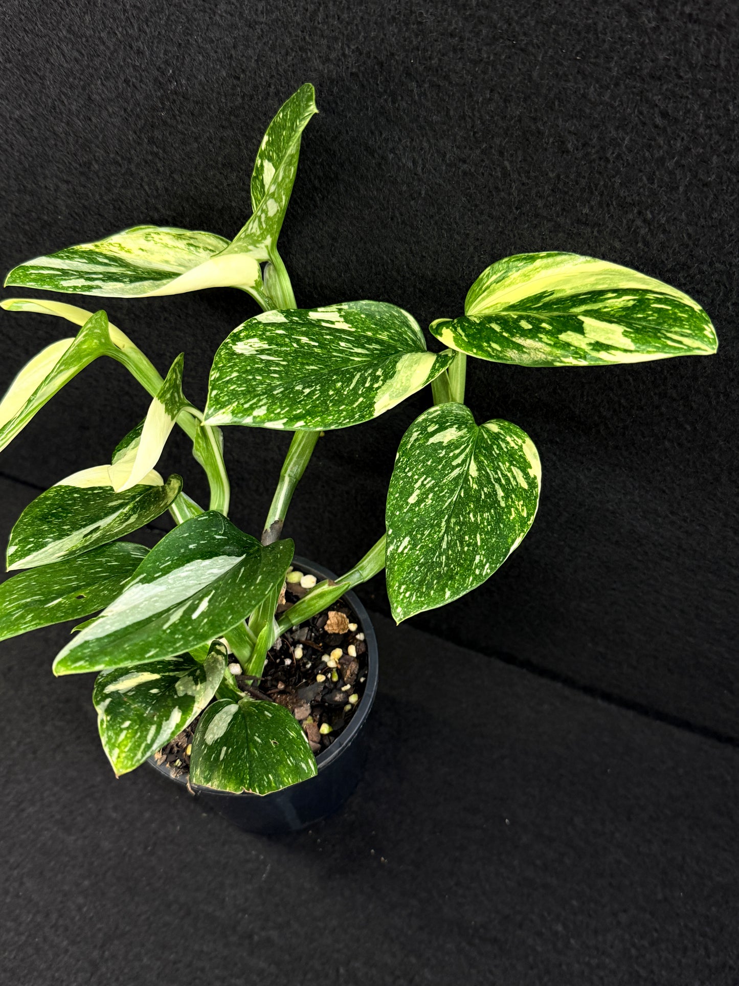 Monstera standleyana 'Albo' C38