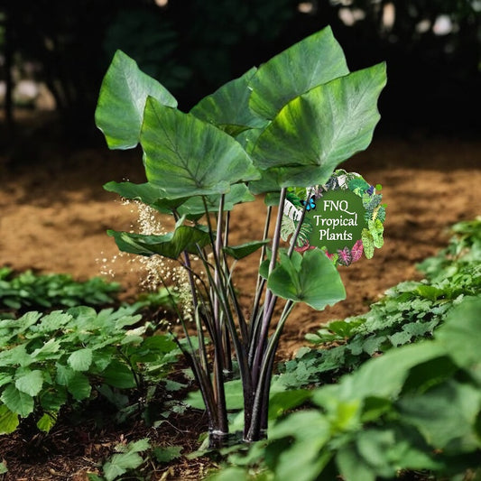 Colocasia Tea Cup