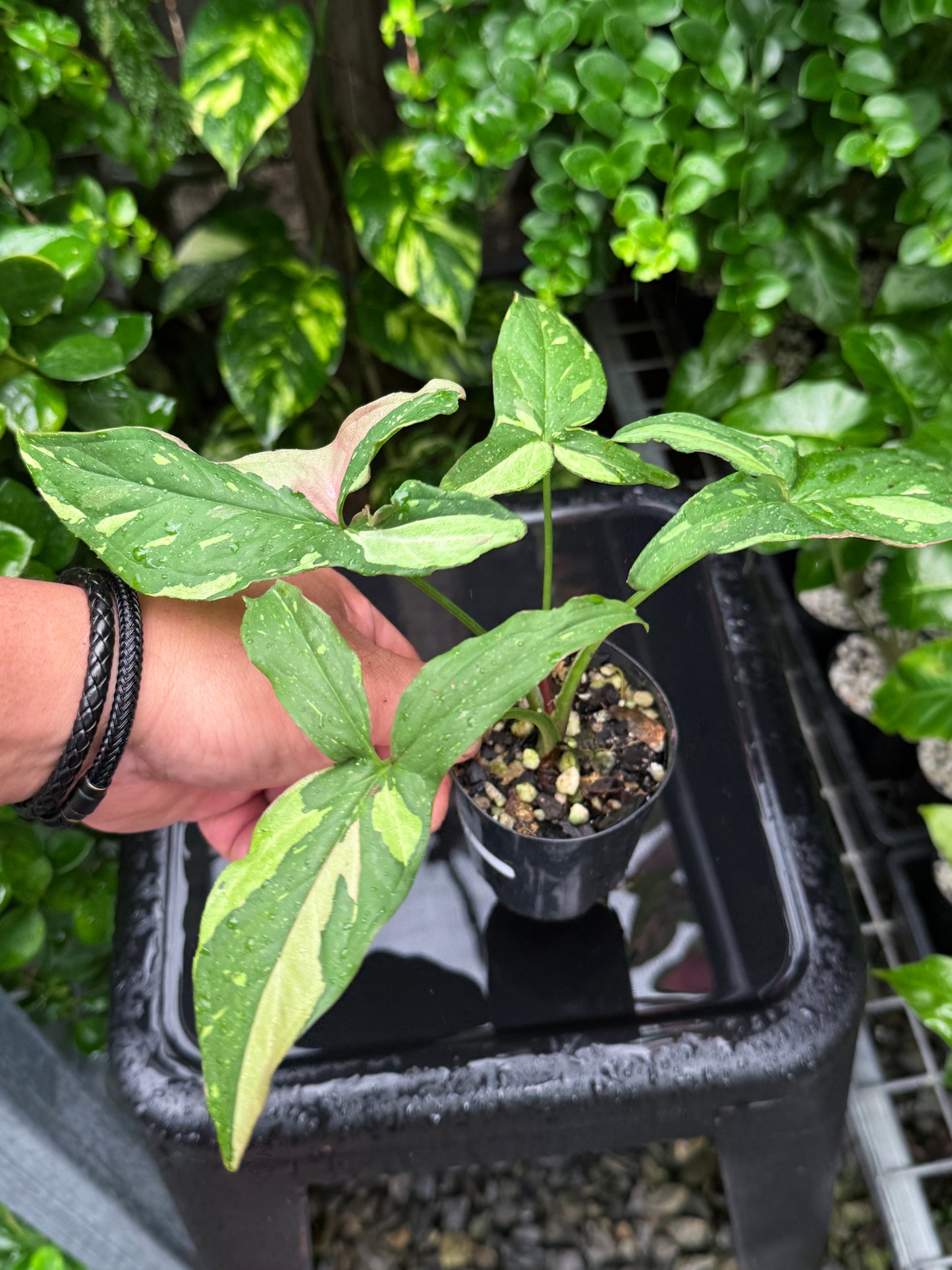 Syngonium 'Red Spot Tricolour' I71
