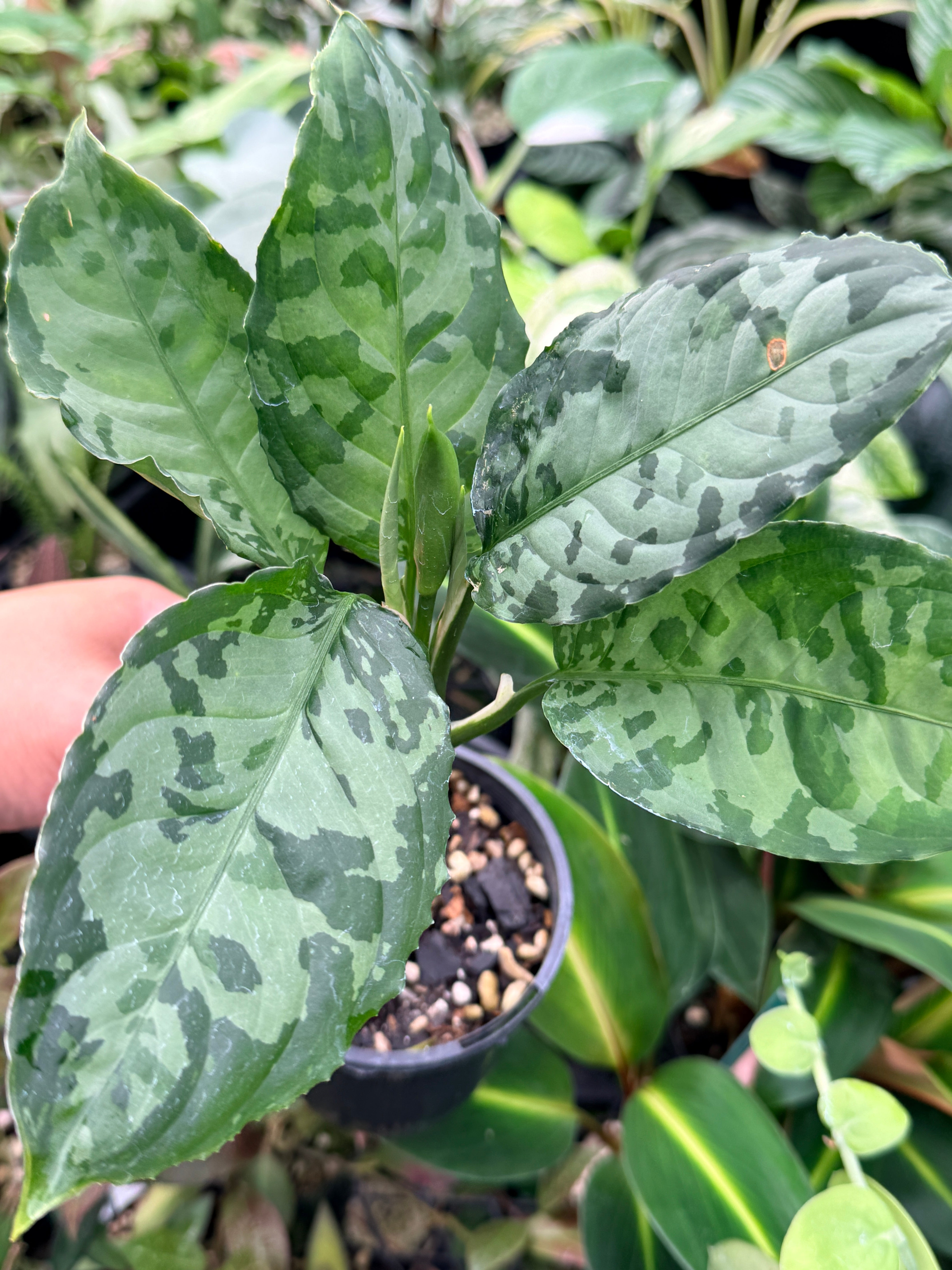 Aglaonema Pictum 'Bicolour' - Rarely Offered G15 – FNQ Tropical Plants