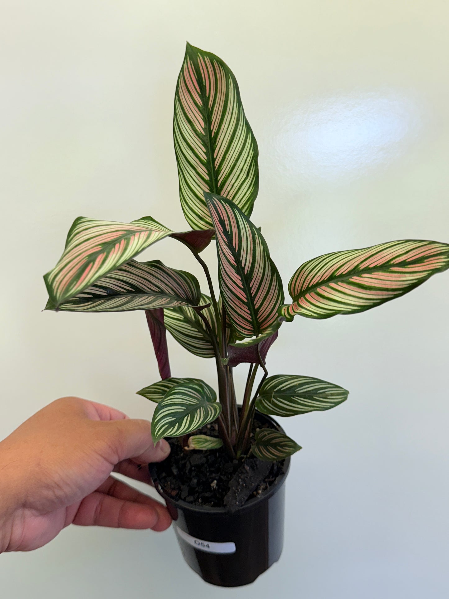 Calathea White Star O54