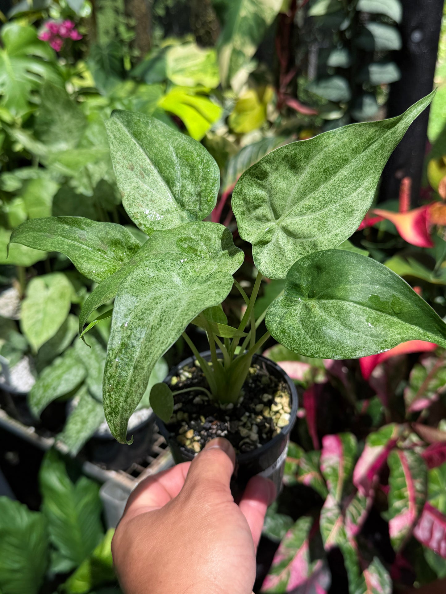 Alocasia Cucullata Mint Variegated (New Release) W16