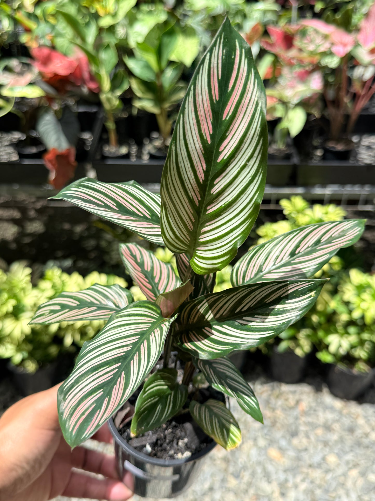 Calathea White Star O56