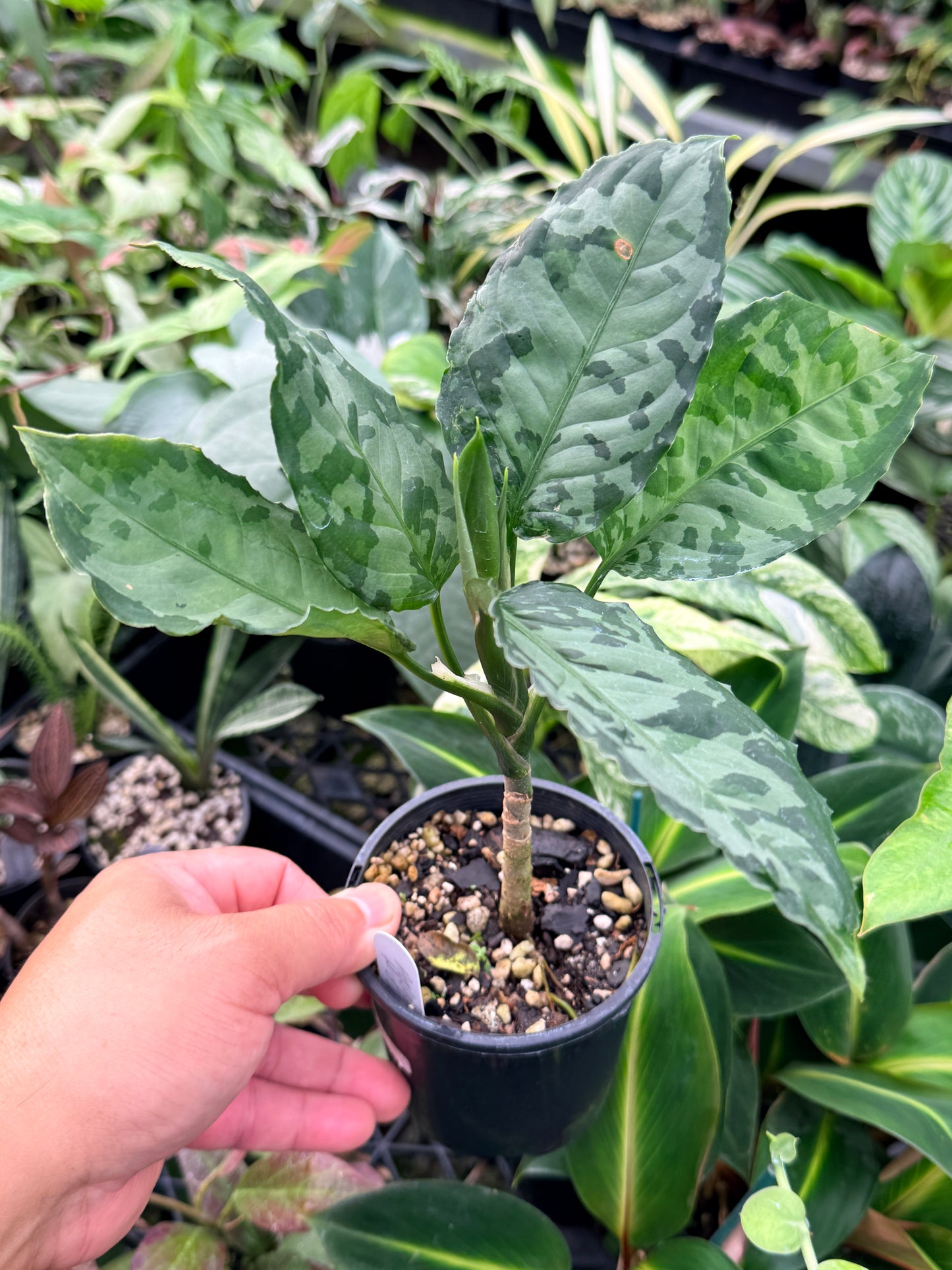 Aglaonema Pictum 'Bicolour' - Rarely Offered G15