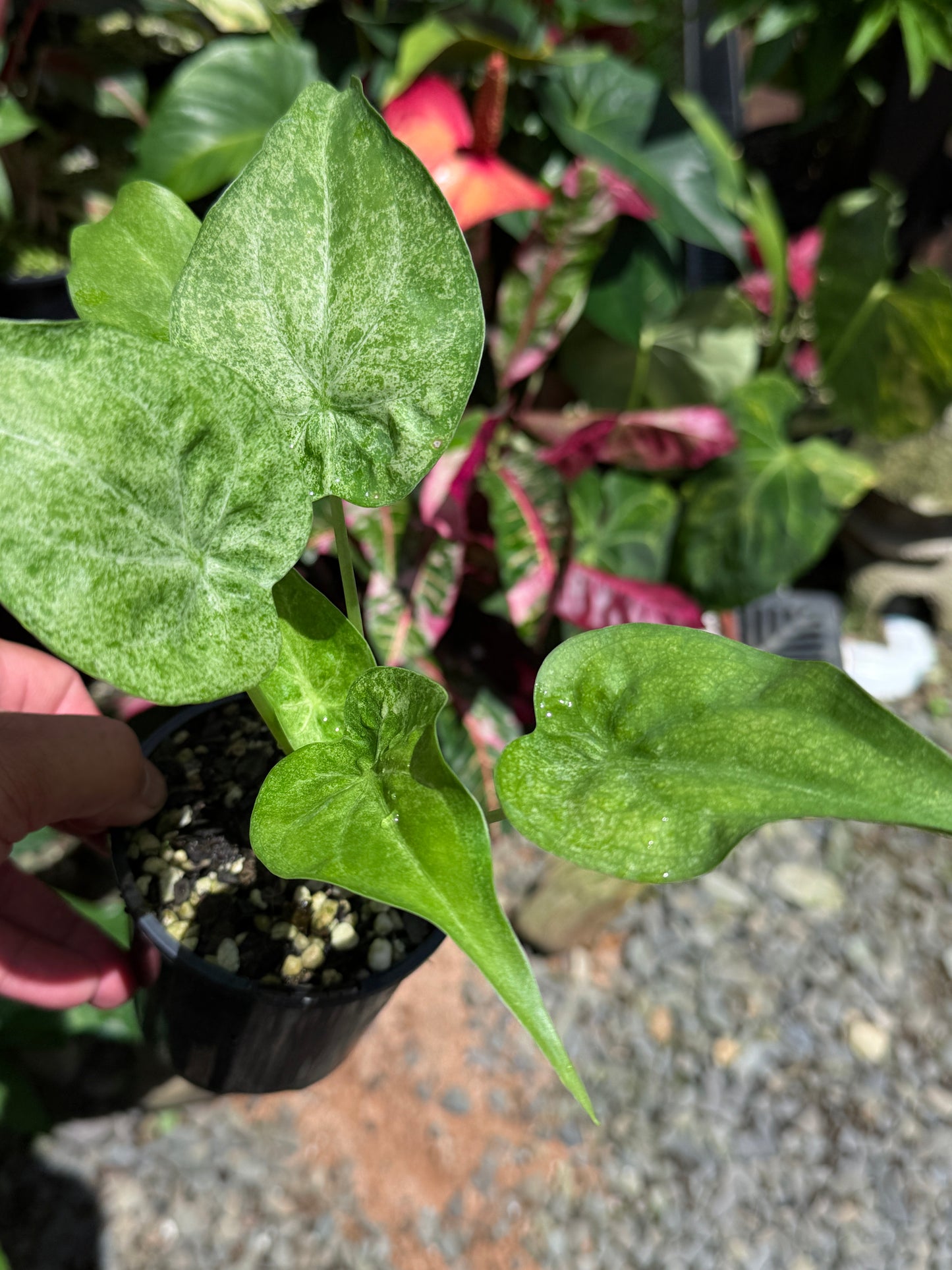 Alocasia Cucullata Mint Variegated (New Release) W15