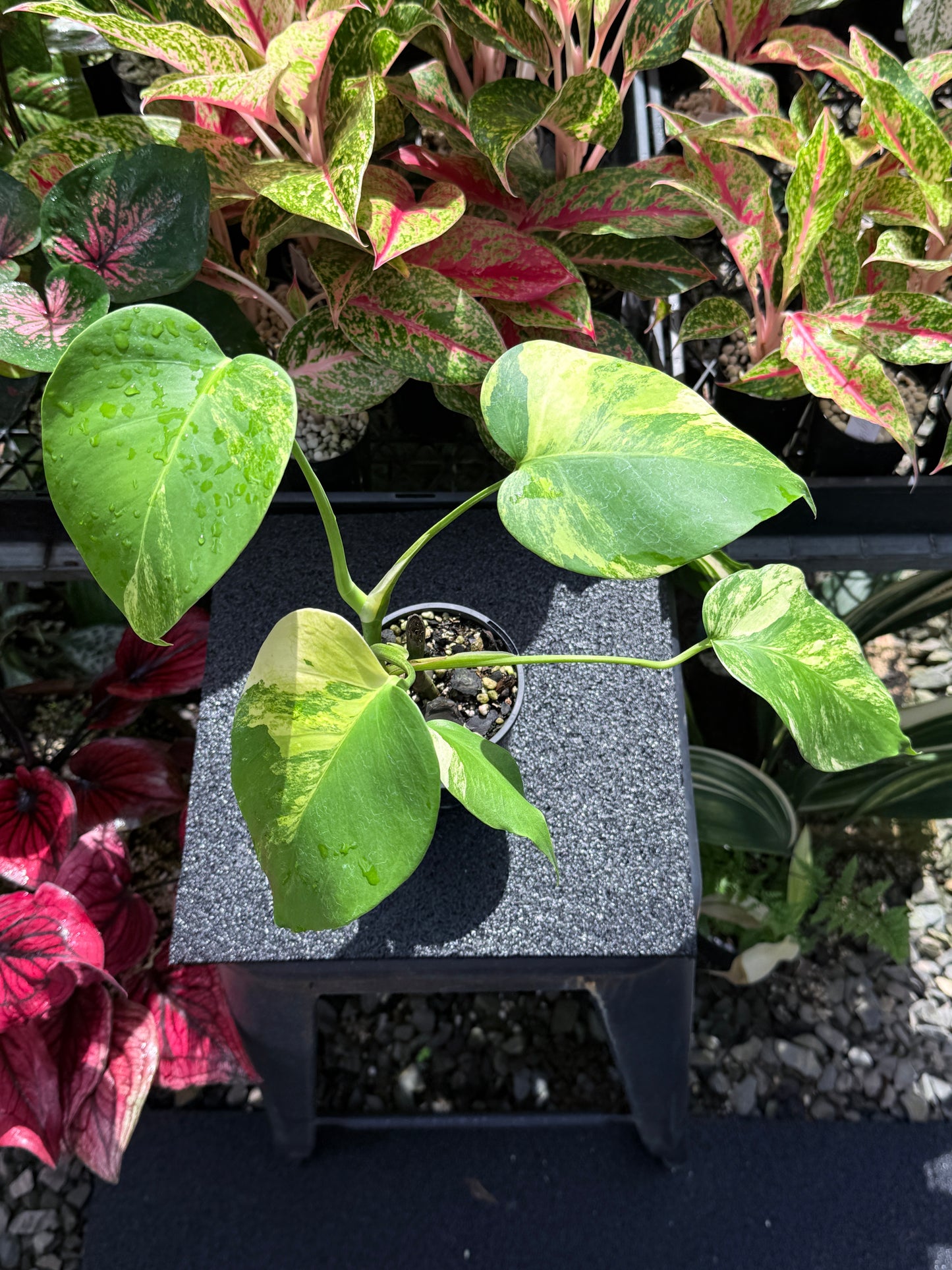 Monstera borsigiana 'Aurea’ H26