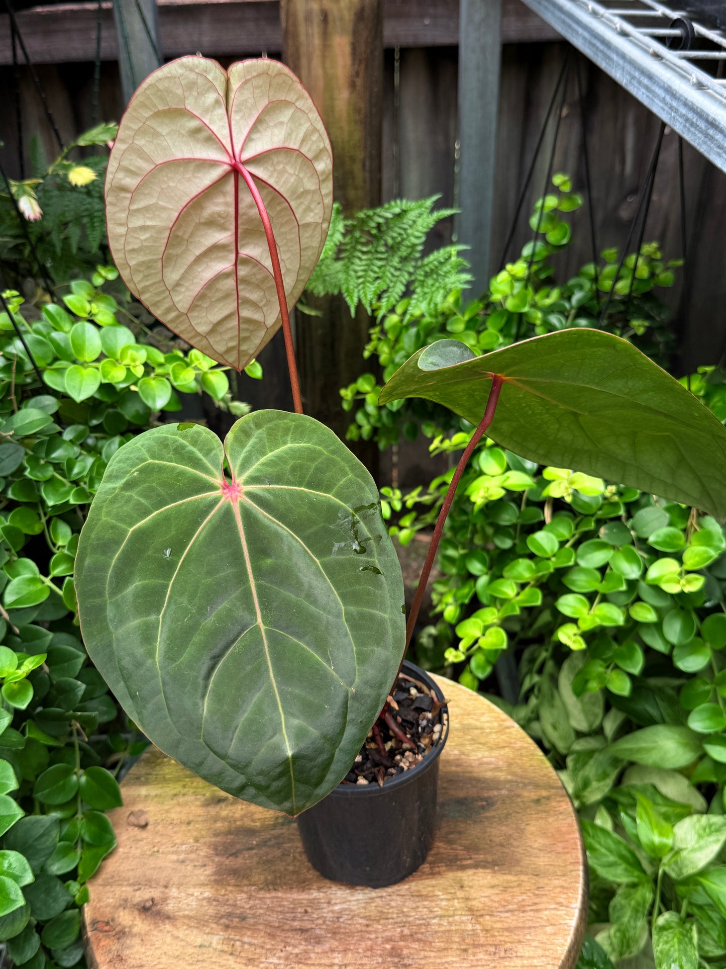 Anthurium hoffmannii Red Sinus aka Blood Moon - Rarely Offered V16