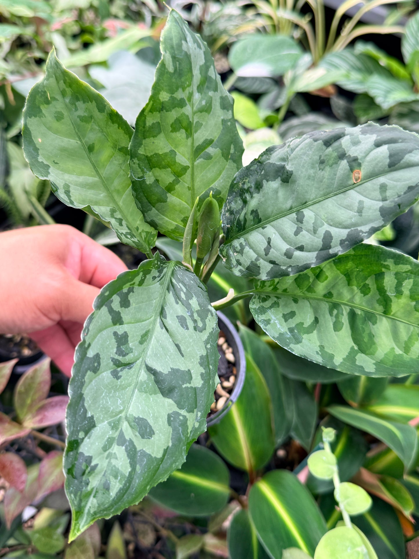 Aglaonema Pictum 'Bicolour' - Rarely Offered G15