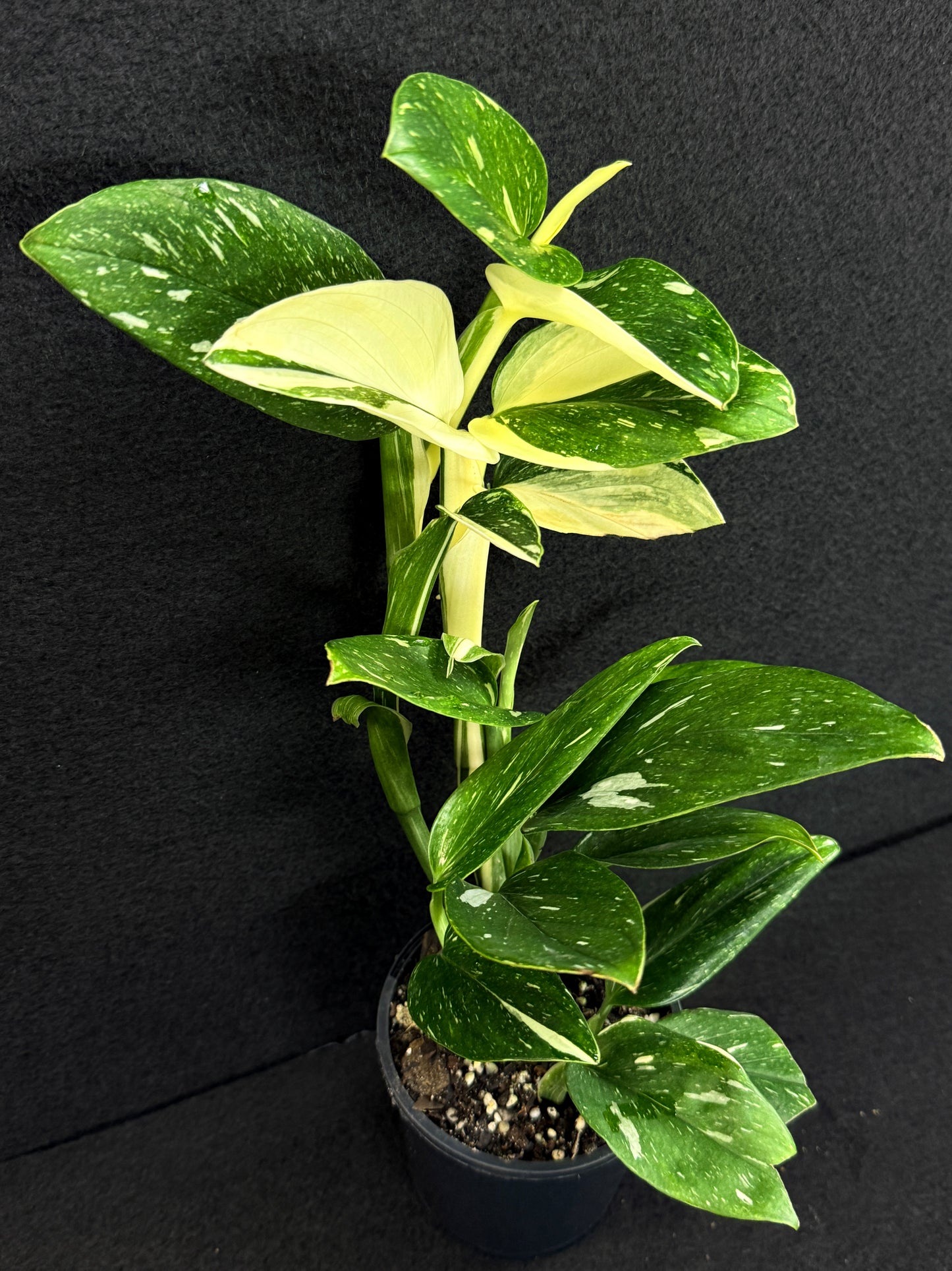Monstera standleyana 'Albo' C39