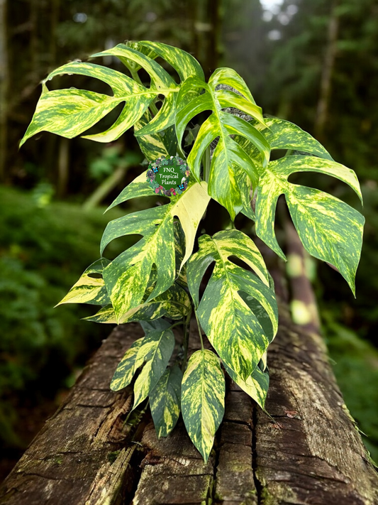 Epipremnum pinnatum Yellow Flame (Double Planted) - Best Pick of the Crop!
