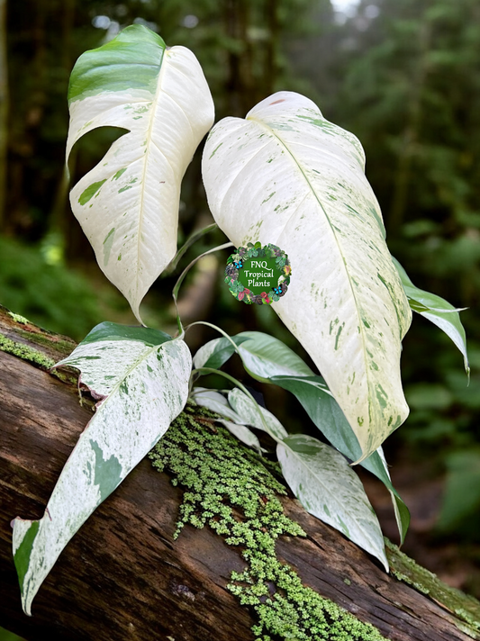 Epipremnum pinnatum 'Marble' M34