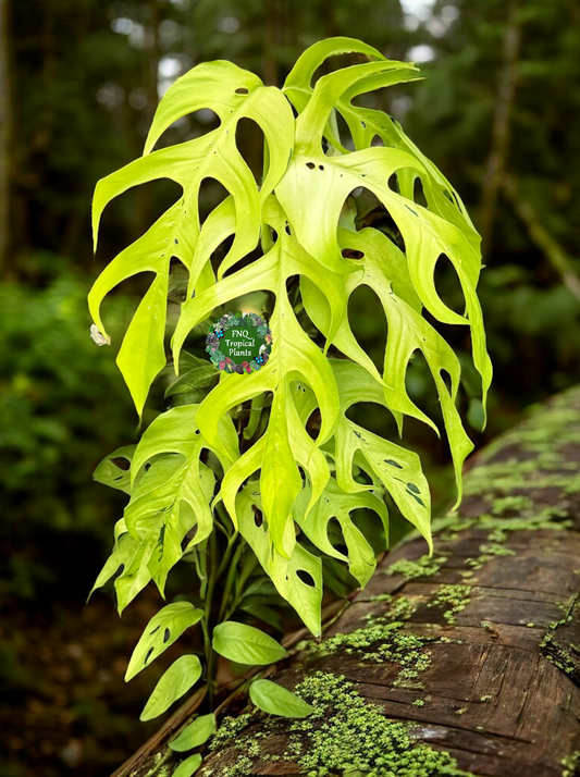 Epipremnum pinnatum Neon - Rarely Offered F53