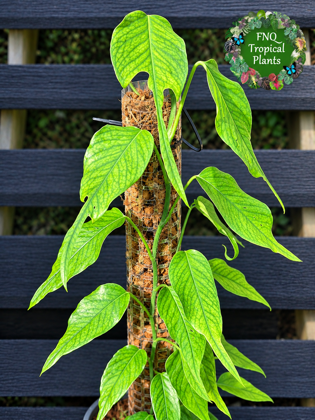 Best Pick in Stock - Epipremnum pinnatum 'Skeleton Key'