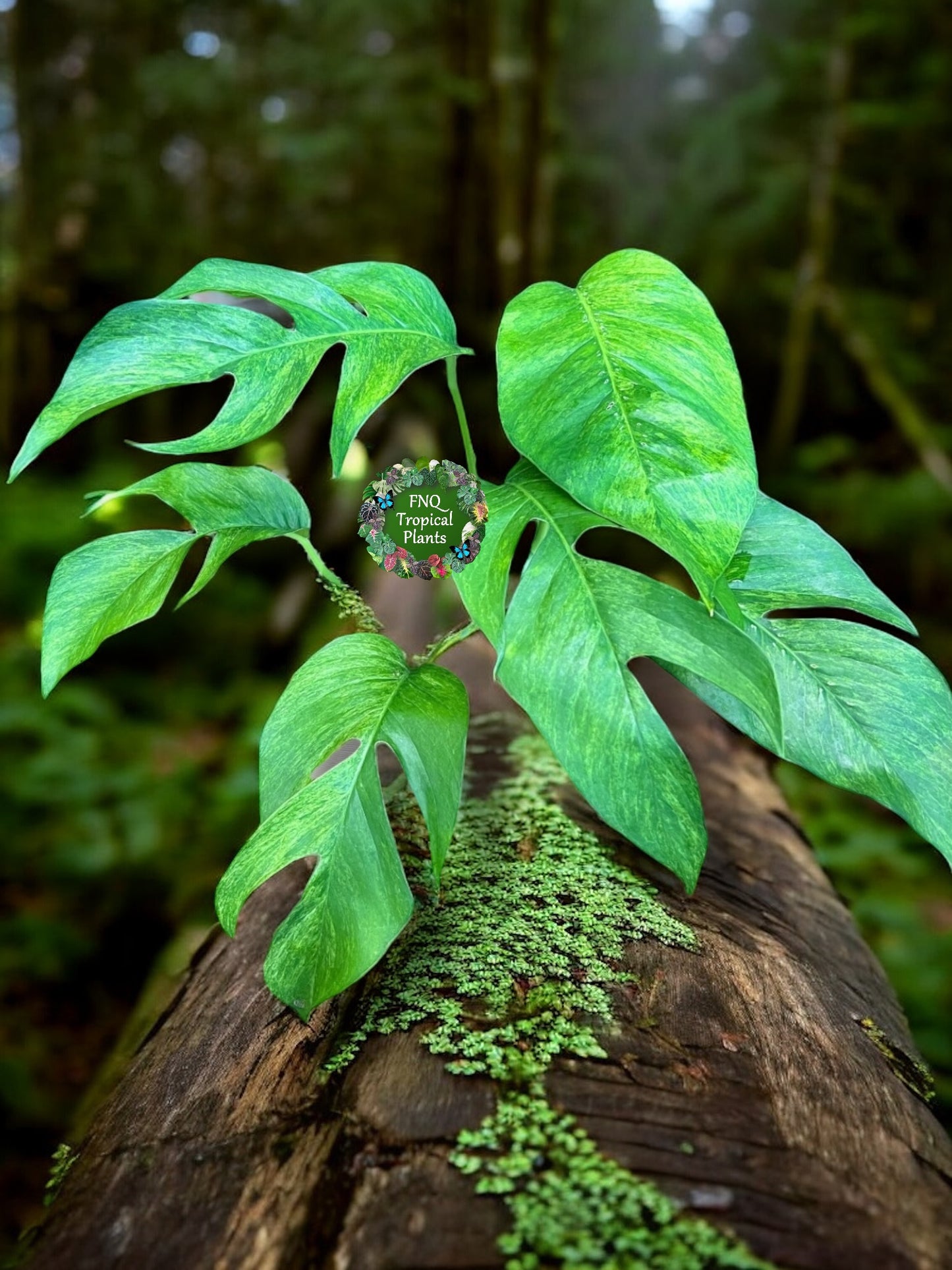 Epipremnum pinnatum 'Mint Variegated' P25