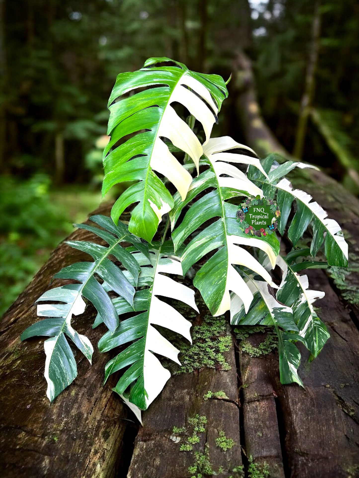 Epipremnum pinnatum 'Variegata' P24
