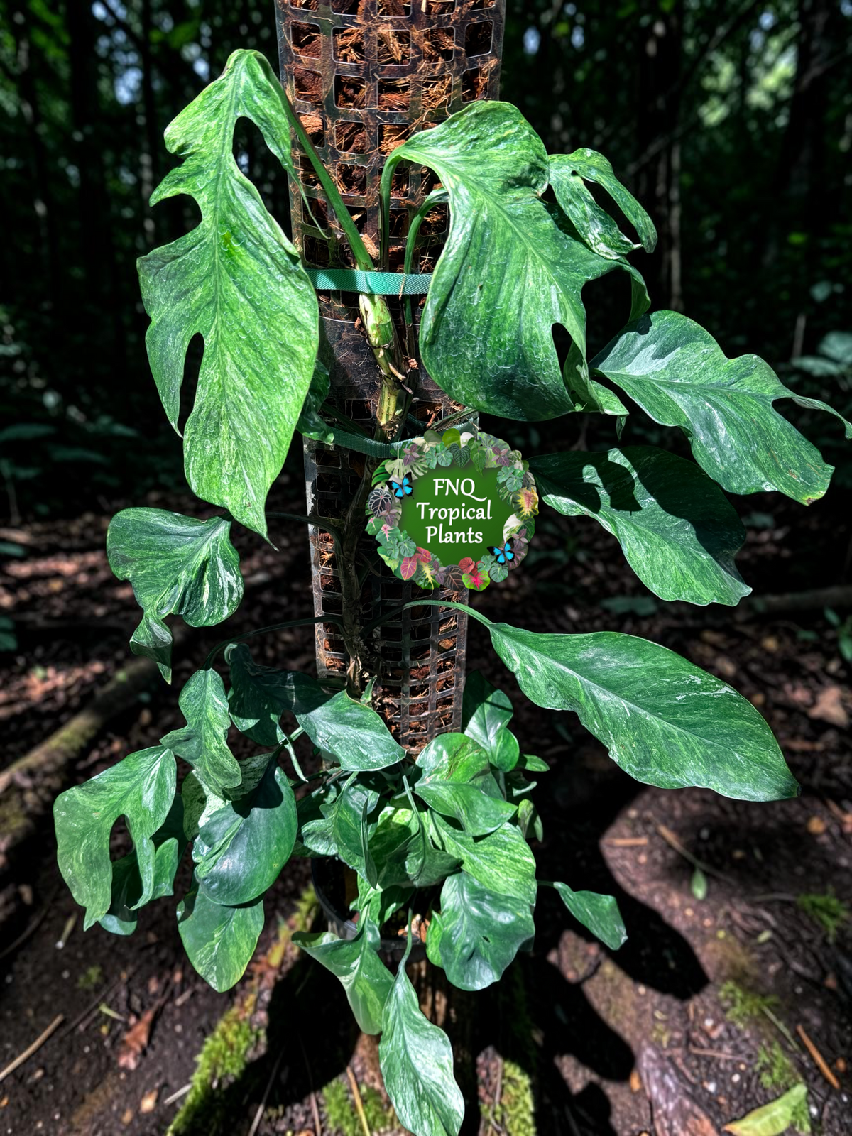 Epipremnum Sp. 'Bali Hanoman' NONTC - Matured Form N62
